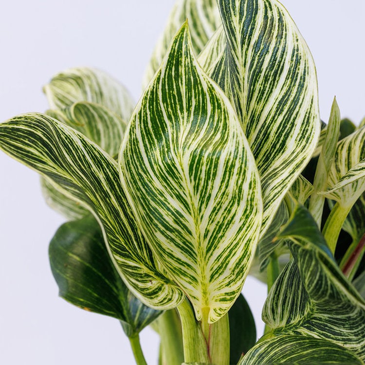 Philodendron 'Birkin'