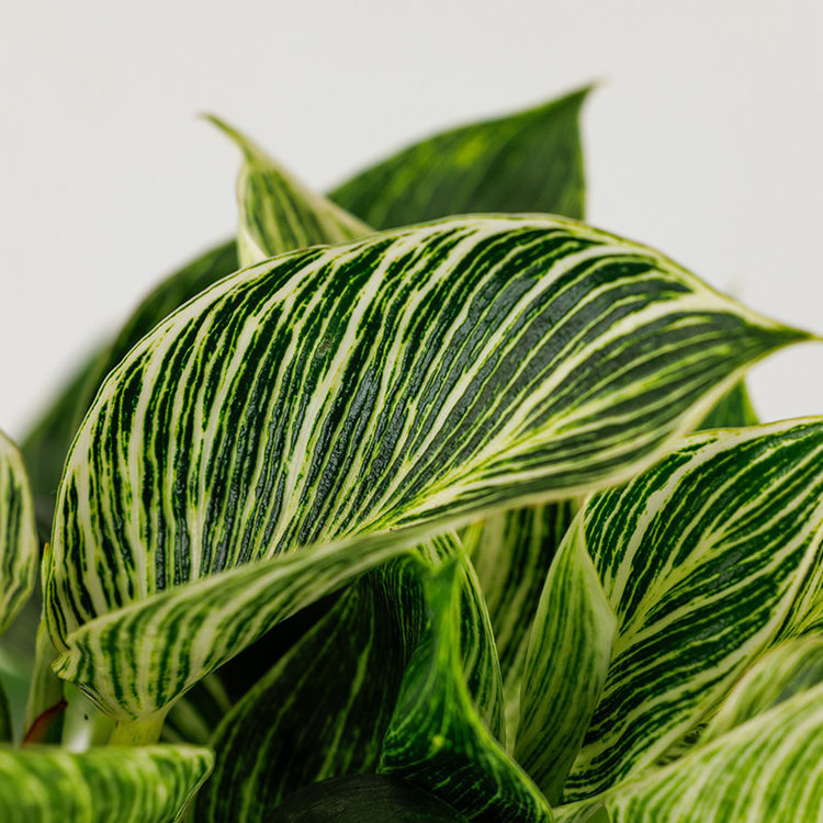 Philodendron 'Birkin'