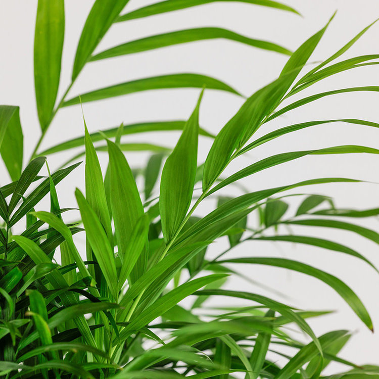 Chamaedorea elegans (Neanthe Bella Palm)