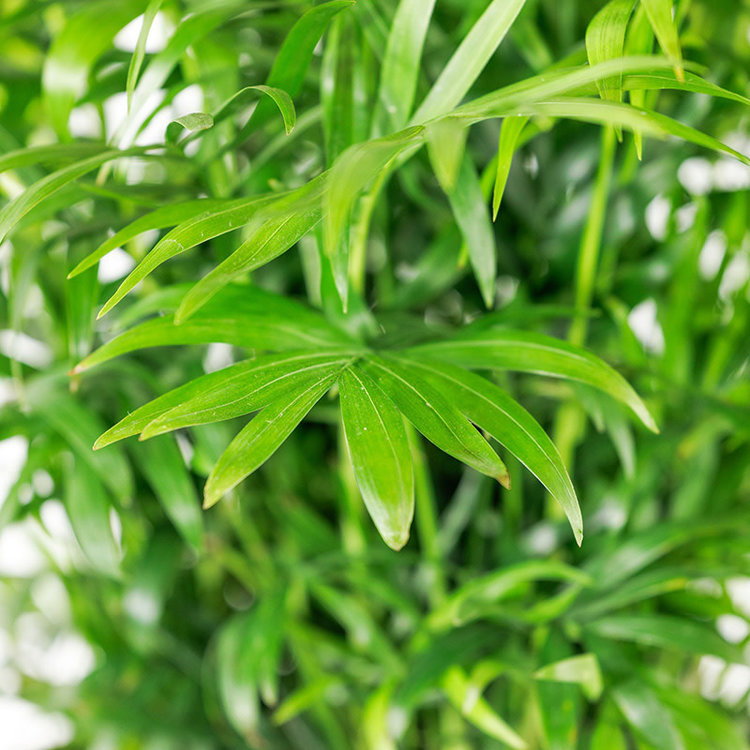 Chamaedorea elegans (Neanthe Bella Palm)