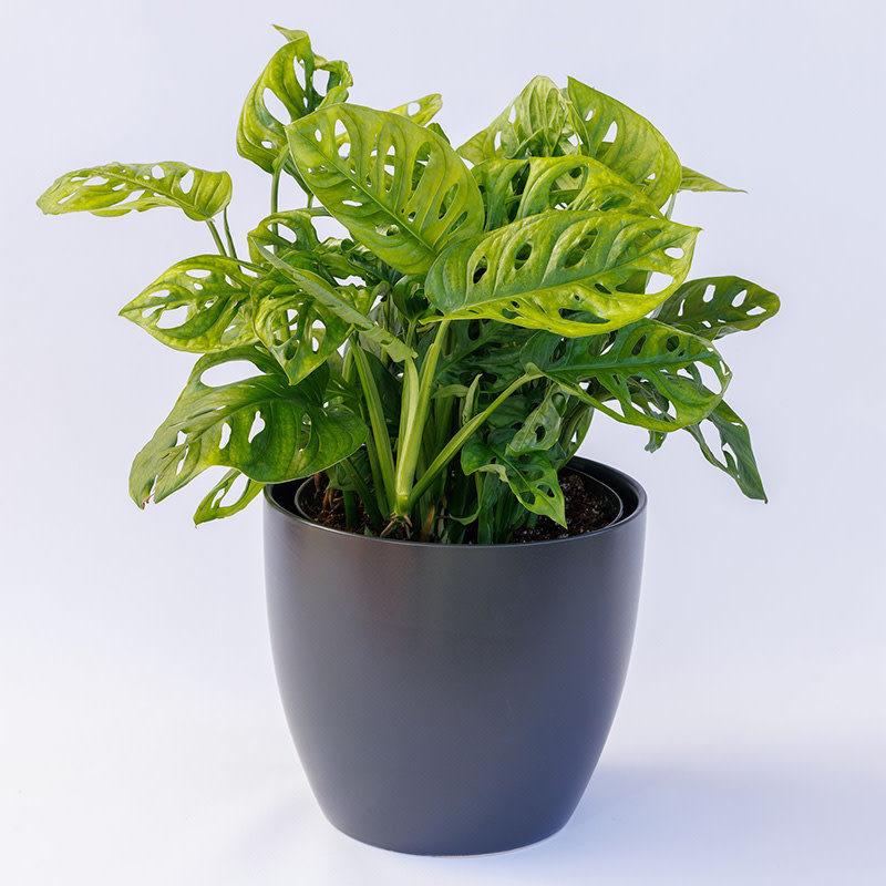 Swiss Cheese Monstera - Green Fresh Florals + Plants, 8"