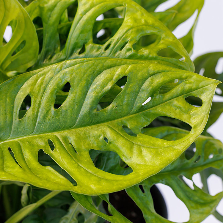 Monstera adansonii 'Swiss Cheese'