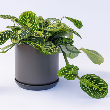 Maranta 'Lemon-Lime'