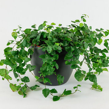 Ficus repens 'Creeping Fig'