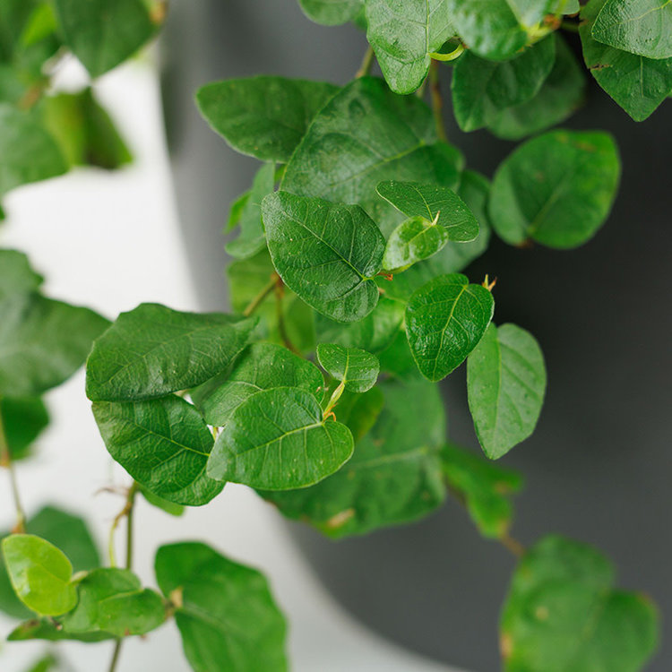 Ficus repens 'Creeping Fig'