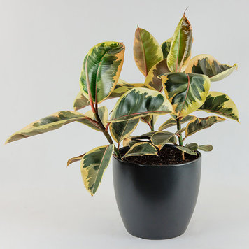 Ficus decora 'Tineke'