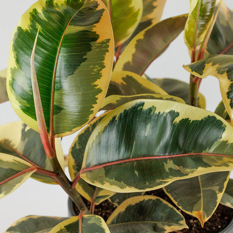 Ficus decora 'Tineke'