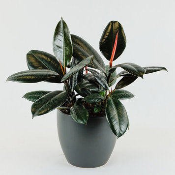 Ficus decora 'Burgundy'