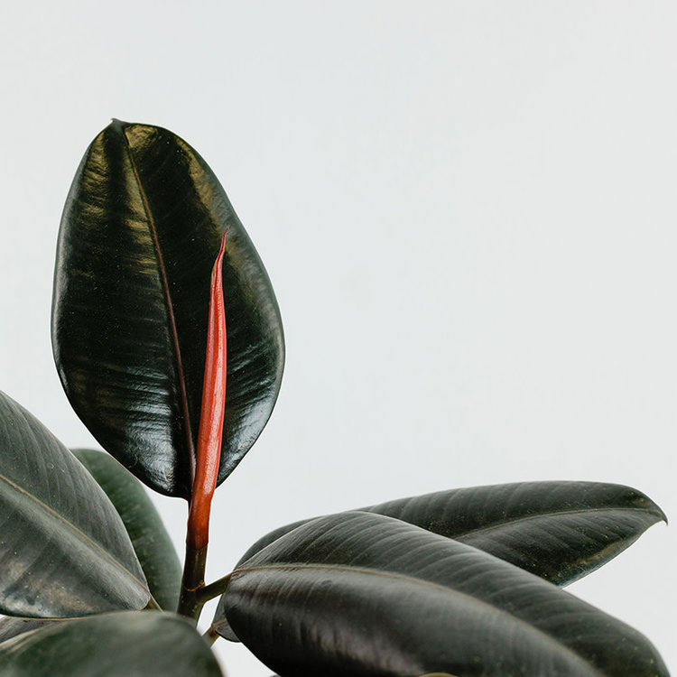Ficus decora 'Burgundy'