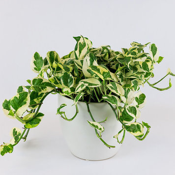 Pothos 'N'Joy'