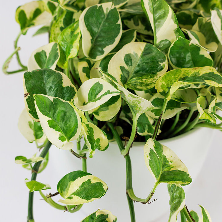 Pothos 'N'Joy'