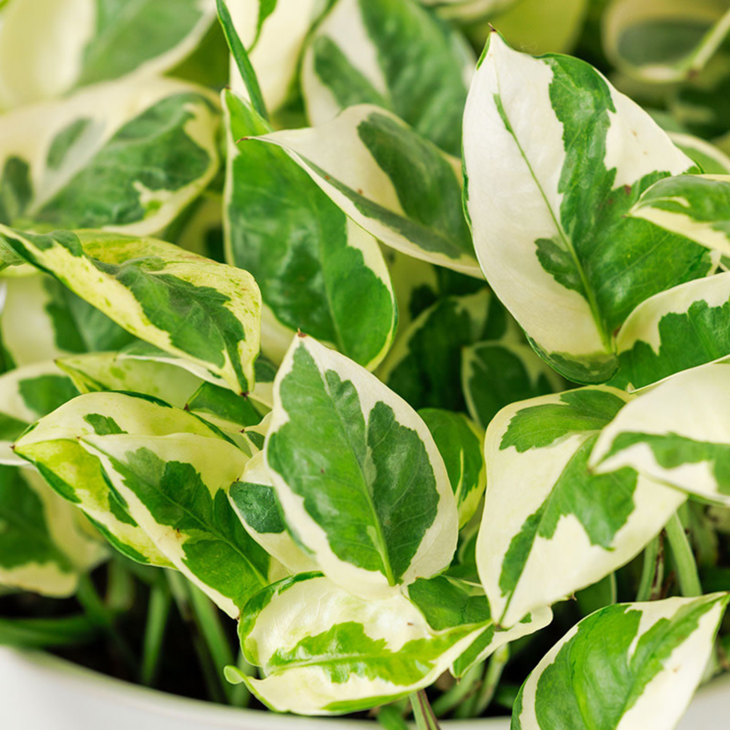 container garden seeds Organic Salad Garden Seed Variety Pack main image 0
