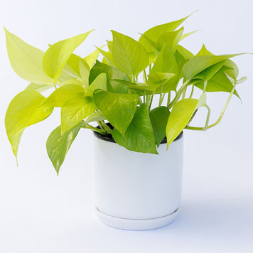 Pothos 'Neon '