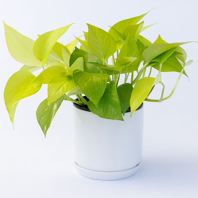 Pothos 'Neon'