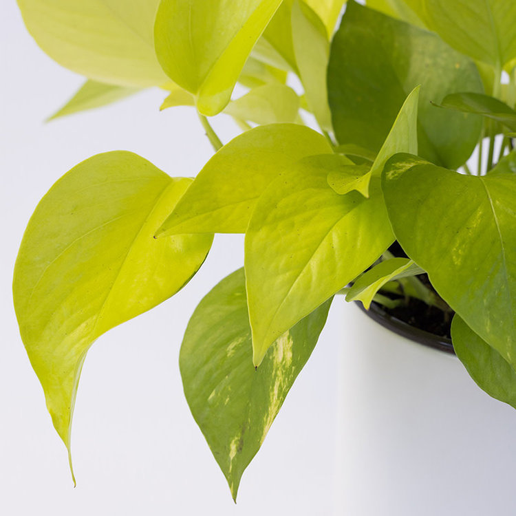 Pothos 'Neon'