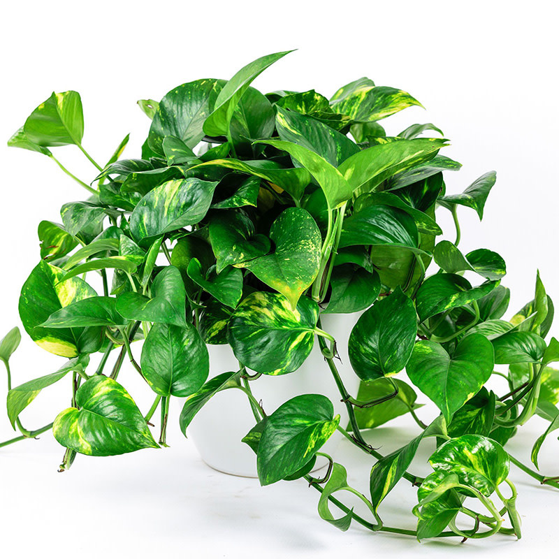 Golden Pothos Evergreen Nursery