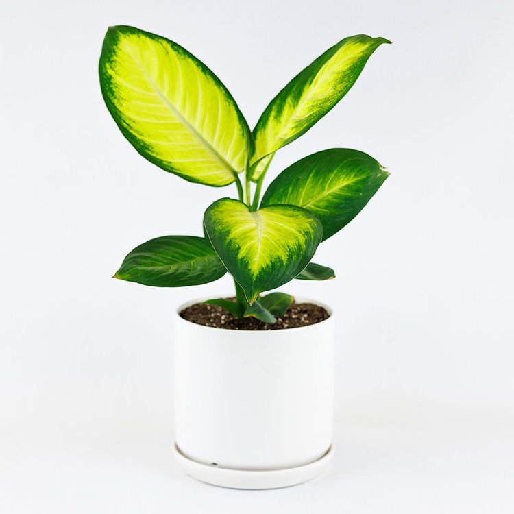 Dieffenbachia 'Tropic Marianne'