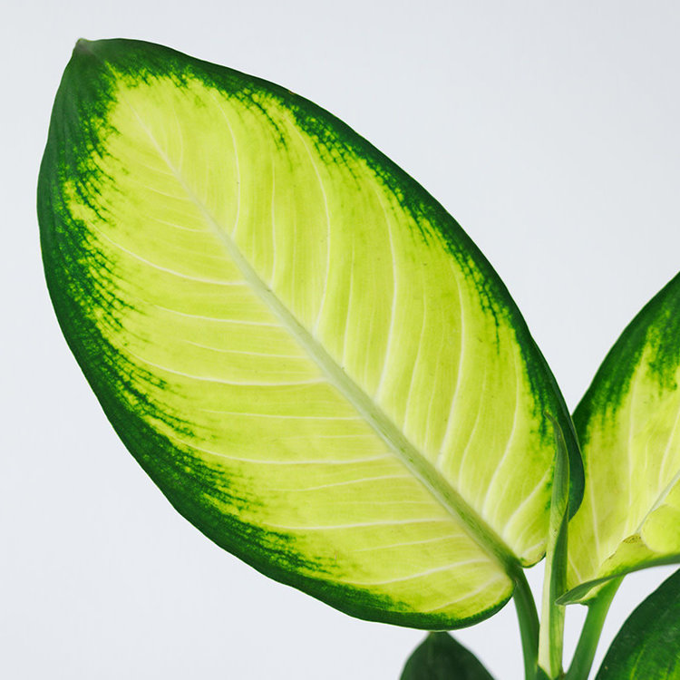 Dieffenbachia 'Tropic Marianne'