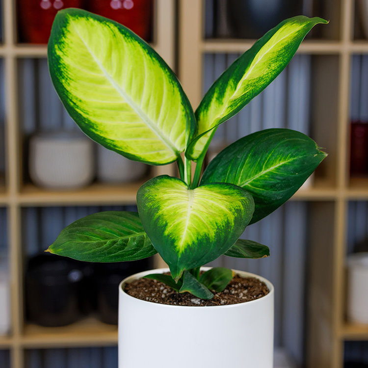 Dieffenbachia 'Tropic Marianne'