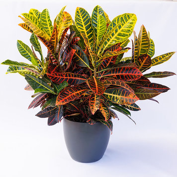 Croton 'Petra'