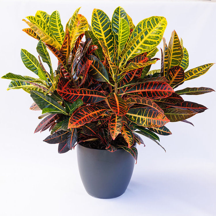 Croton 'Petra'