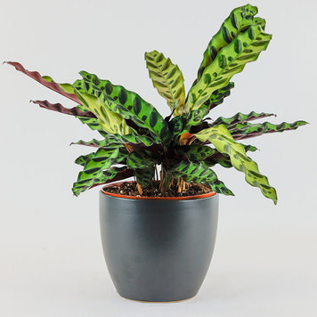 Calathea lancifolia