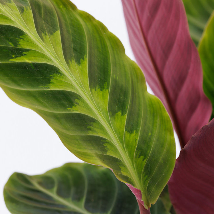 Calathea warscewiczii 6"