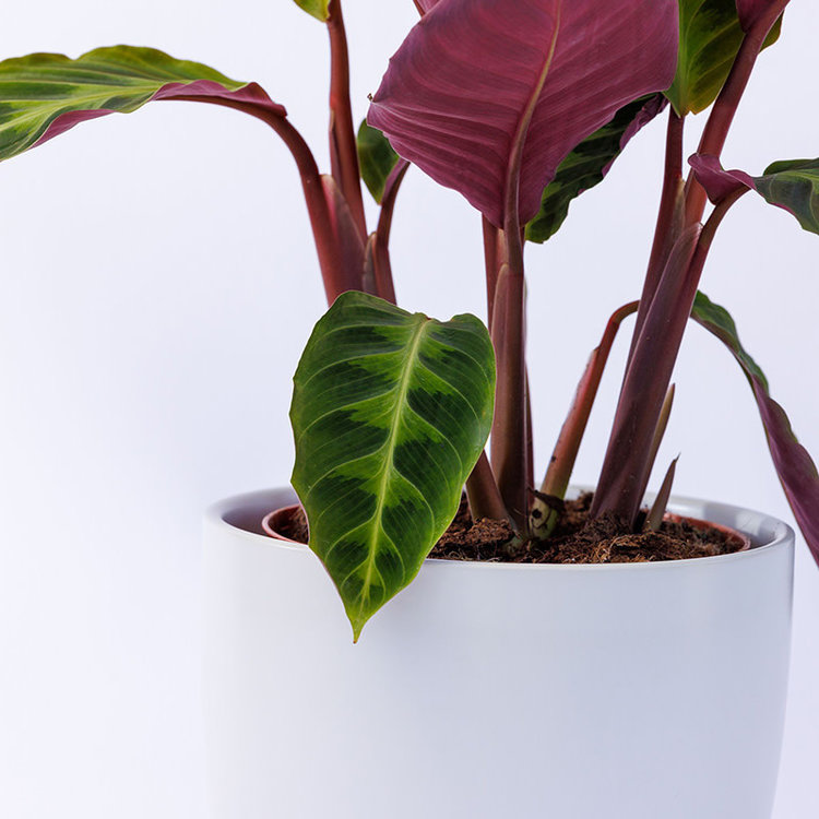Calathea warscewiczii 6"