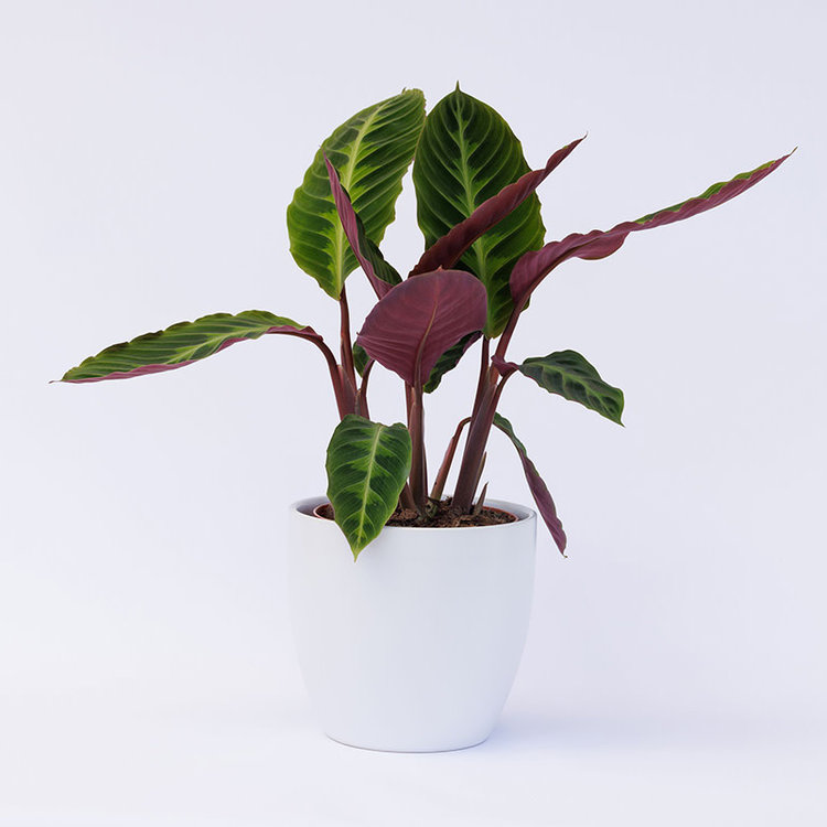 Calathea warscewiczii 6"