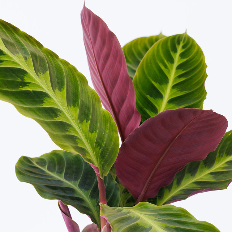 Calathea warscewiczii 6"