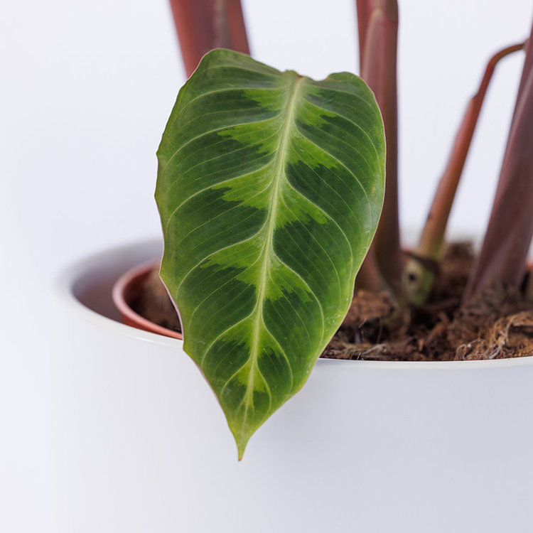 Calathea warscewiczii 6"