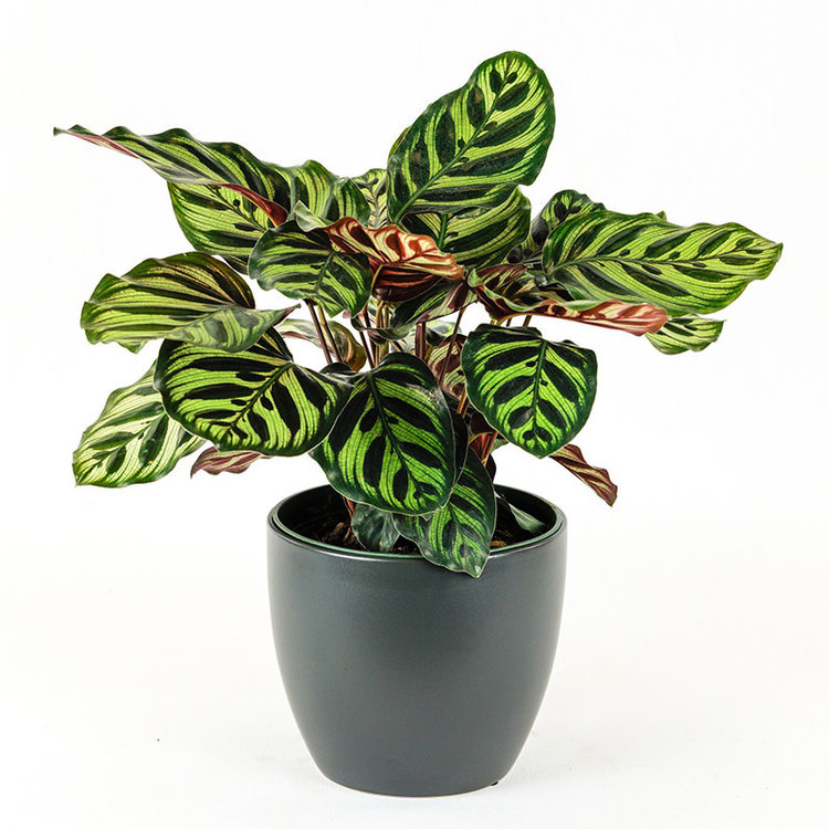 Calathea makoyana