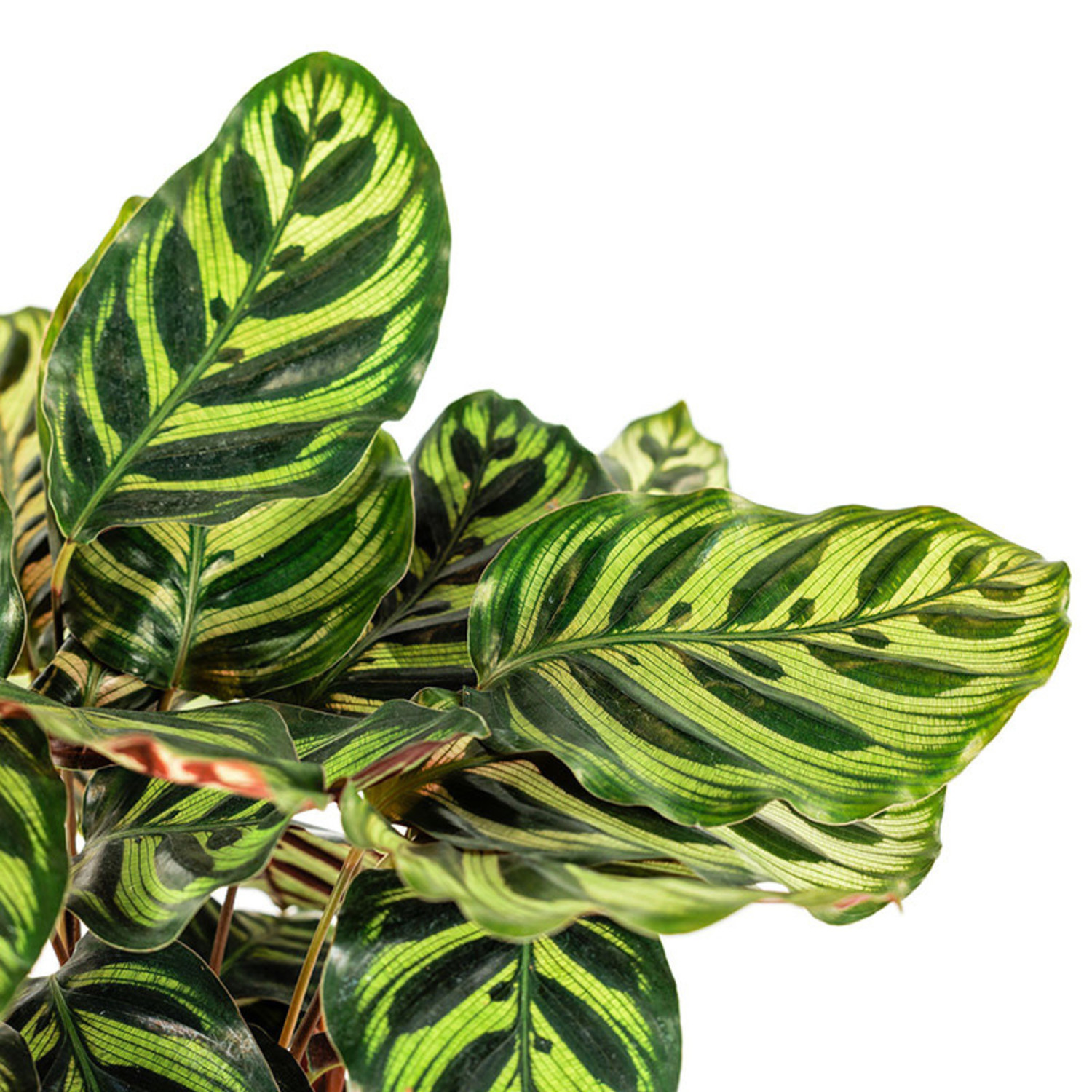 jungle velvet calathea Calathea Warscewiczii Velvet Prayer Plant Calathea Velvet Touch 90cm –  Green Charm House of Plants main image 1