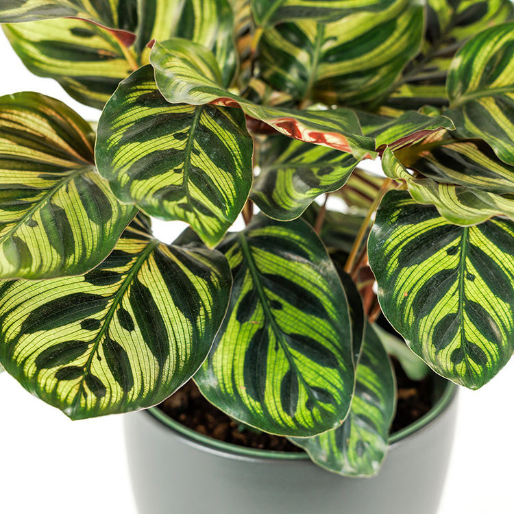 Calathea makoyana