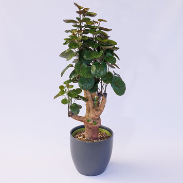Aralia 'Fabian Stump'