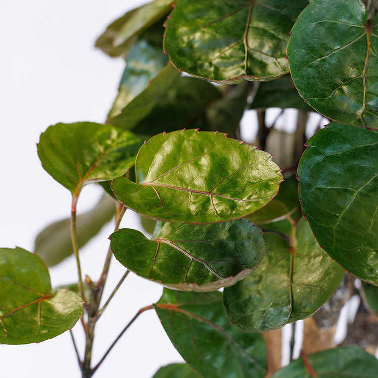 Aralia 'Fabian Stump' 6"