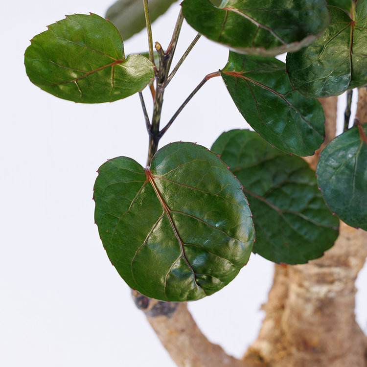 Aralia 'Fabian Stump' 6"