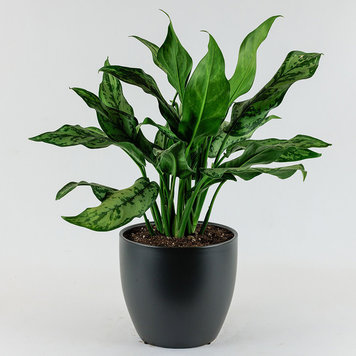 Aglaonema 'Maria'