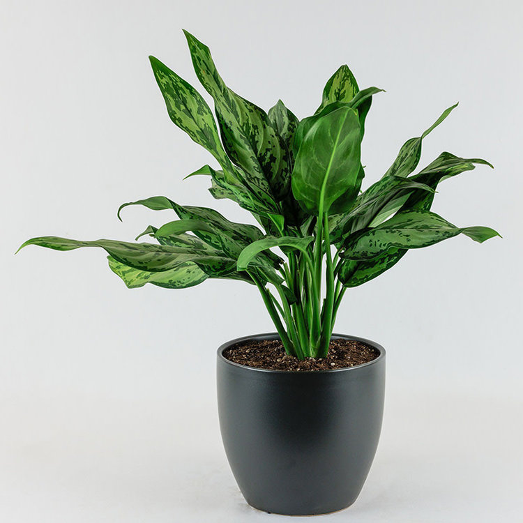 Aglaonema 'Maria'