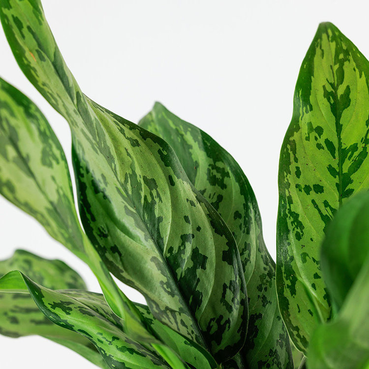 Aglaonema 'Maria'