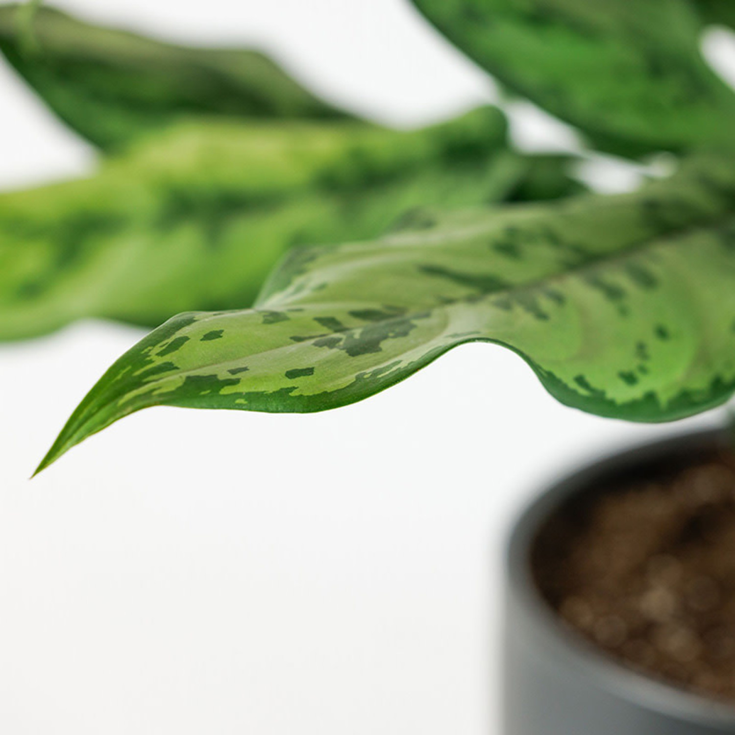Aglaonema 'Maria' - Evergreen Nursery