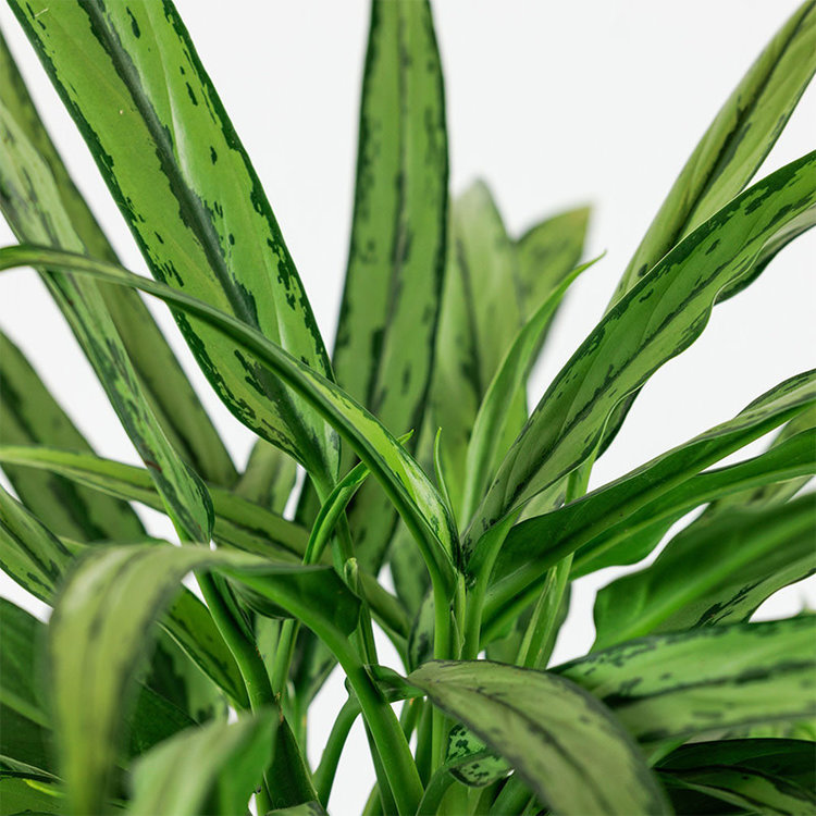 Aglaonema 'Cutlass'