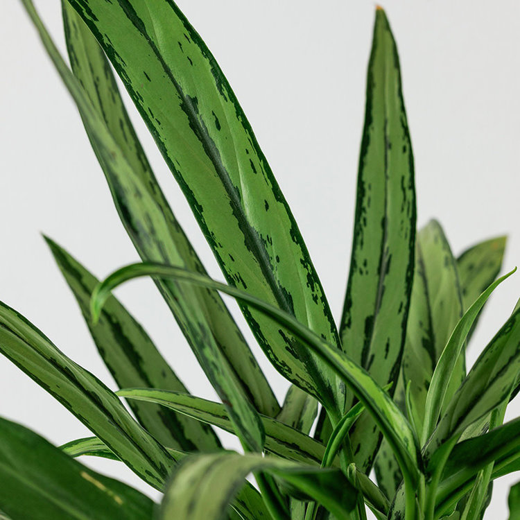 Aglaonema 'Cutlass'