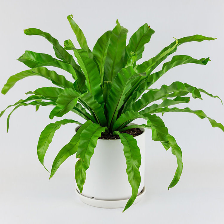 Japanese Bird's Nest Fern Evergreen Nursery