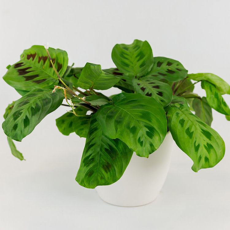 Maranta (Prayer Plant) 'Green'