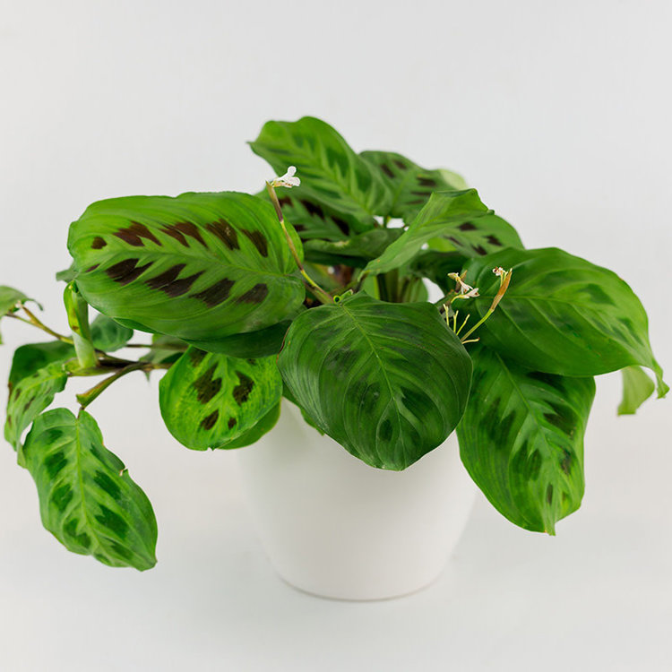Maranta (Prayer Plant) 'Green'
