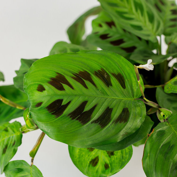 Maranta (Prayer Plant) 'Green'