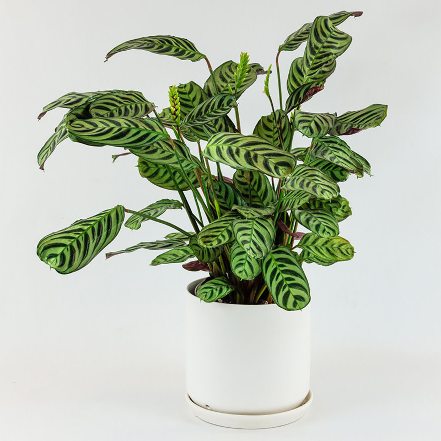 Calathea 'Ctenanthe' | Ctenanthe Burle-Marxii Amabilis | Bloombox Indoor and Garden Plants - Delivered