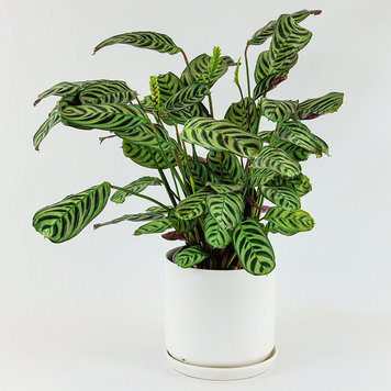 Ctenanthe burle marxii