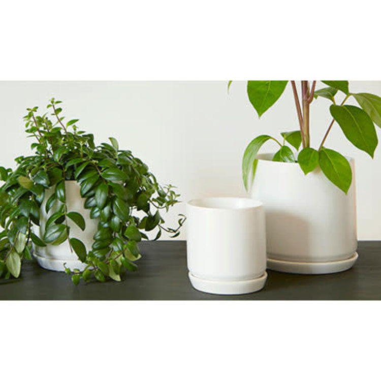 Palm Springs Cylinder with Saucer, Matte White